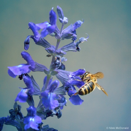 Bee on Salvia