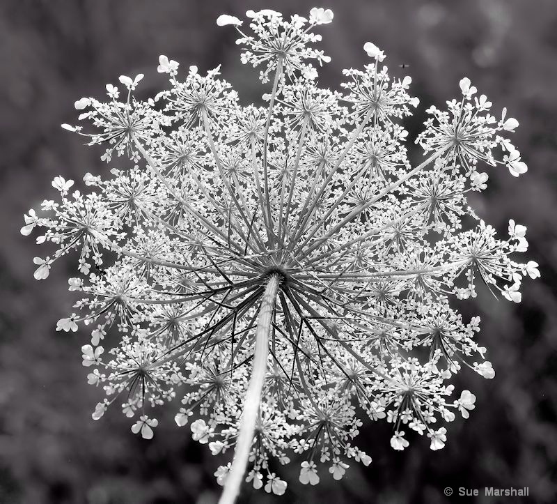 ~ Queen Anne's lace ~