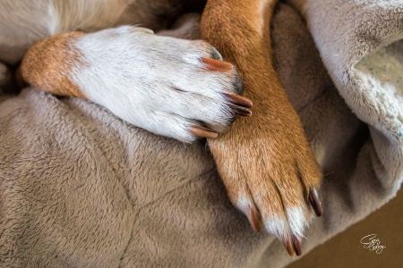 Puppy Paws