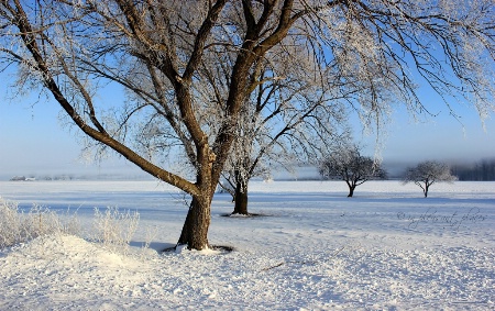 Gracefully Winter