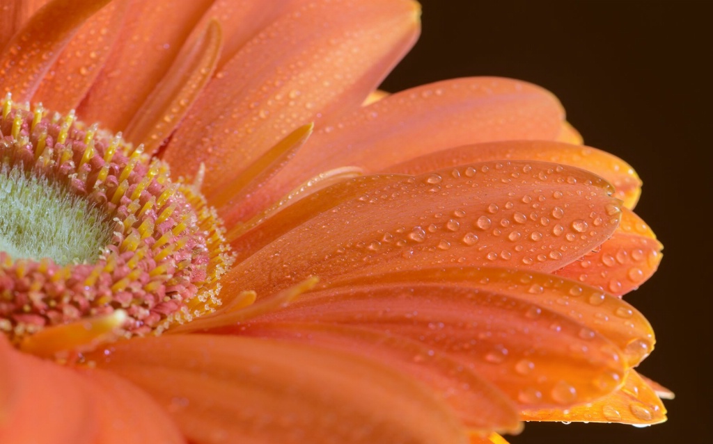 Gerber Daisy