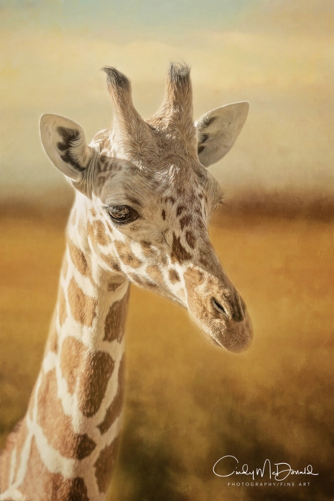 The Inquisitive Giraffe