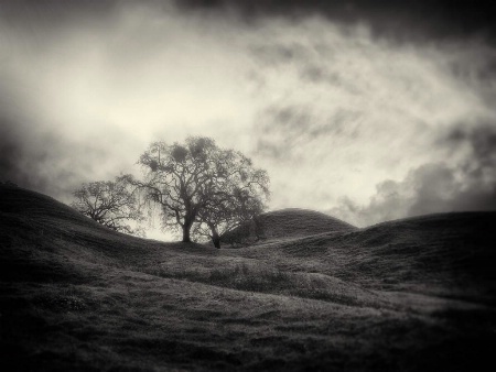 Sentinels in the mist