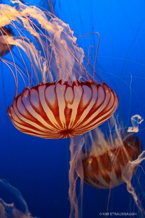 Jellyfish