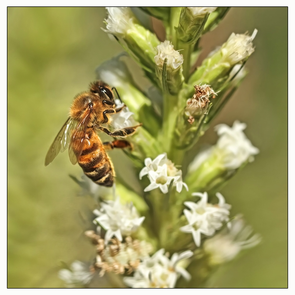 honeybee on blooms