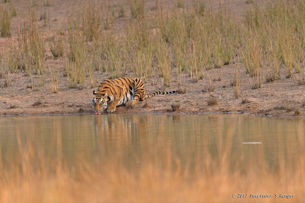 Thirsty tigress !