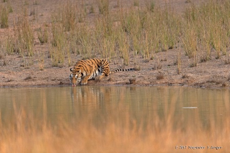 Thirsty tigress !
