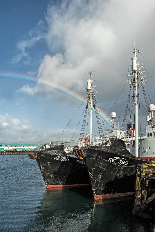 Harbor Rainbow  