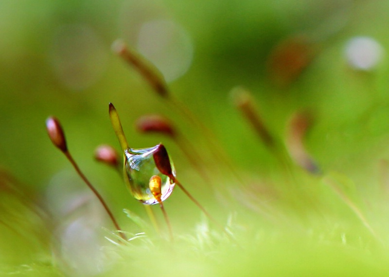 moss droplet