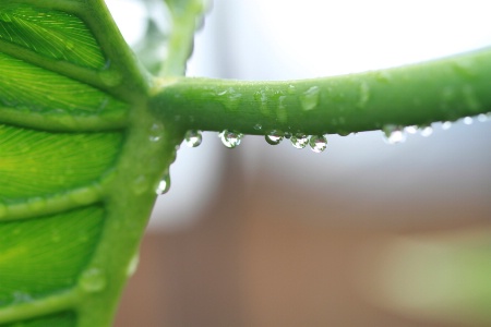 Phil's Rain Drops