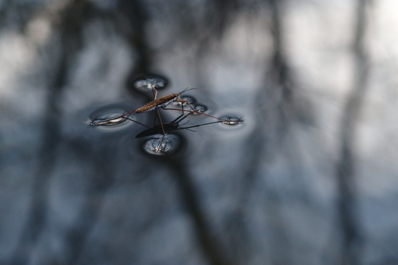 A Water Strider