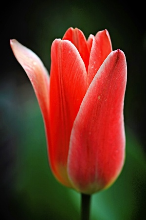 Tulip