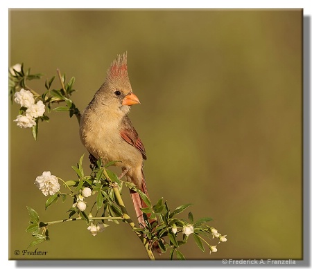 Pyrrhuloxia