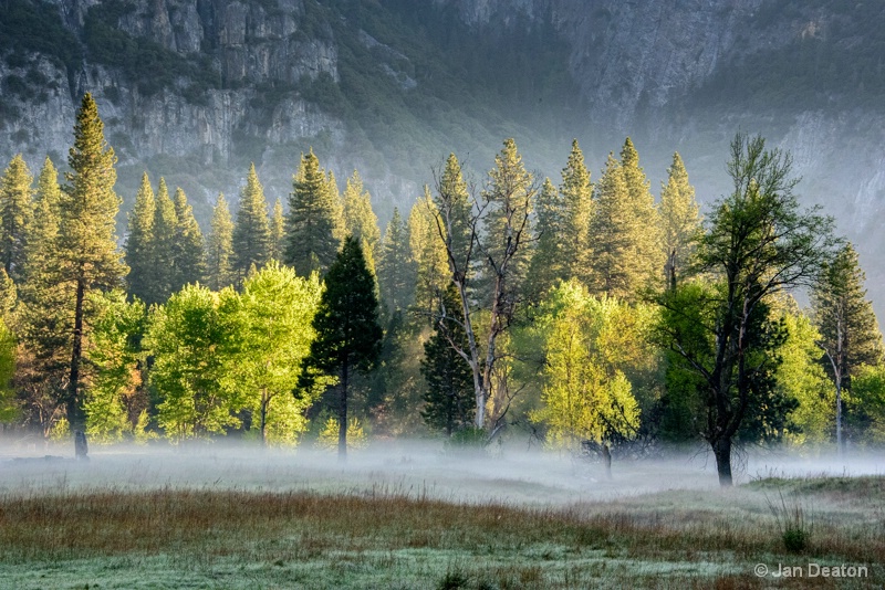 Trees in Fog