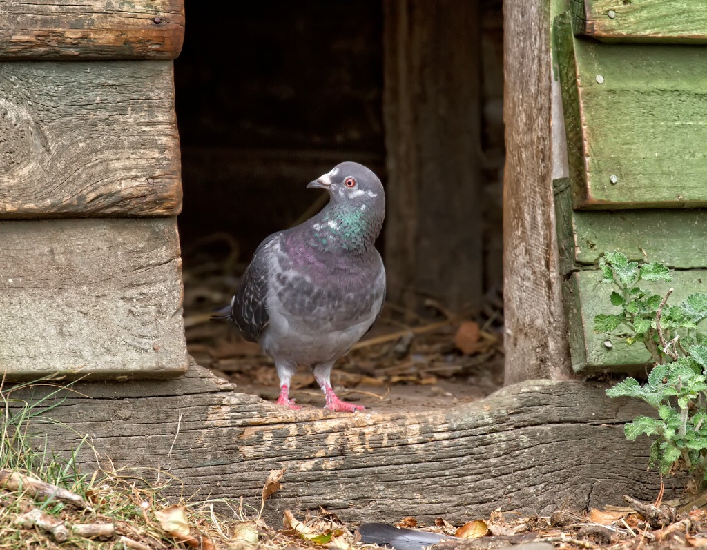 Pigeon in the pig house