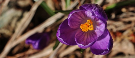 CROCUS