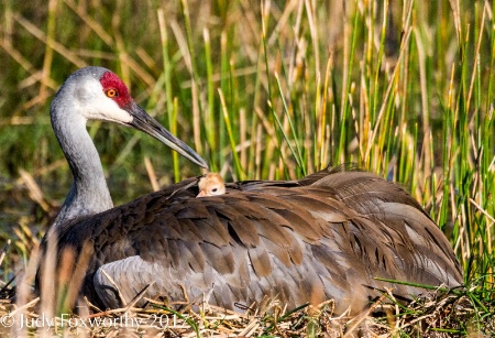 Sandhill Crane Mom With Colt On Her Back