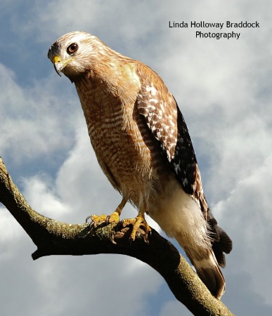 Red Shoulder Hawk In Yard