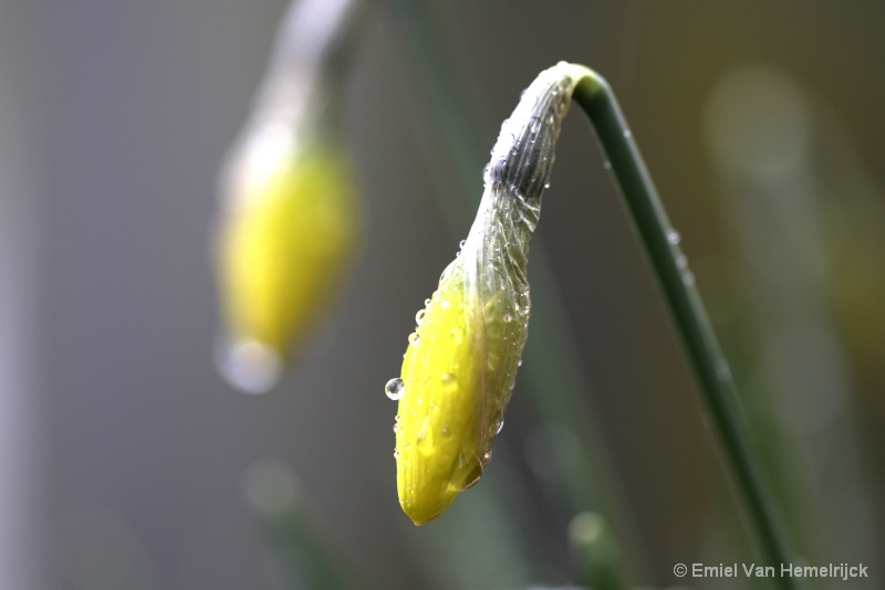 yellow flowers