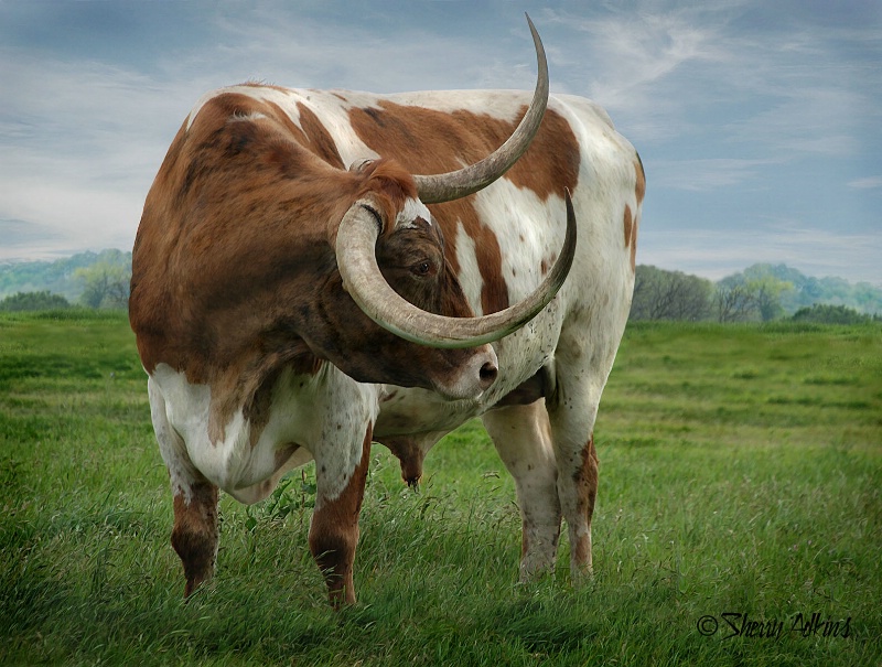 Texas Longhorn