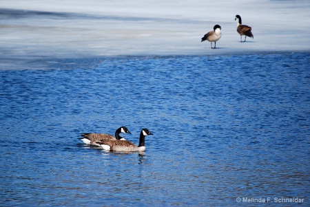 On Frozen Pond