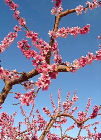 Peach Blossom Time