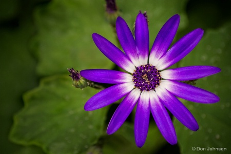 Cineraria at BS 3-19-17 124