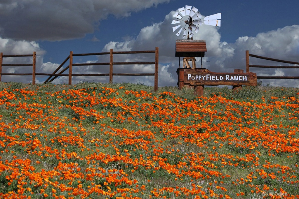 Poppyfield Ranch