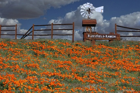 Poppyfield Ranch