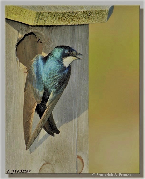Tree Swallow Coming To The Nest - ID: 15340153 © Frederick A. Franzella