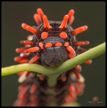 Spiky Ball