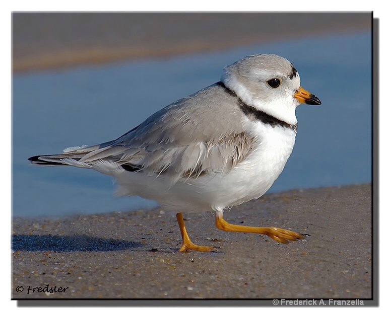 Piping Plover - ID: 15342868 © Frederick A. Franzella