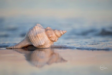 Horse Conch