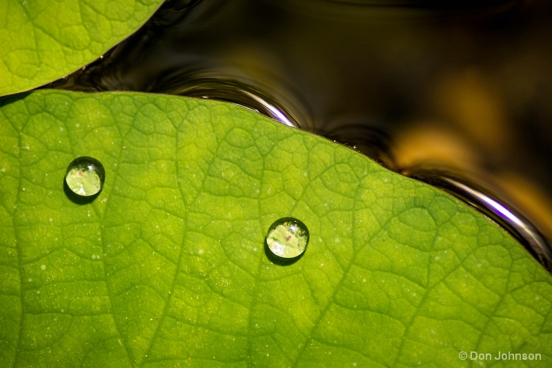 Water Drops on Lily Pad 3-19-17 149