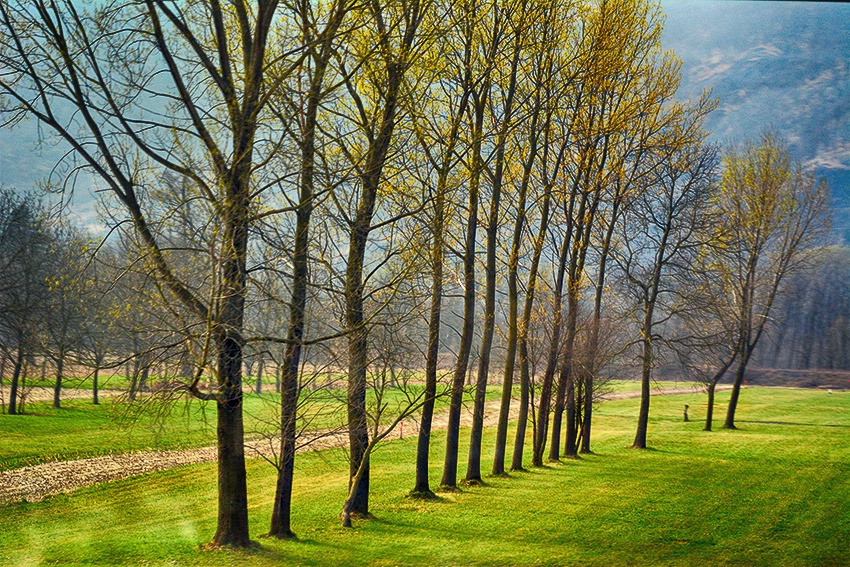 Tree Line