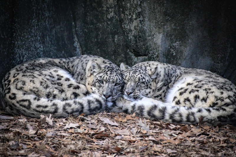 A pair of Snow Leopard's