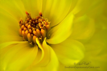 Yellow Dahlia