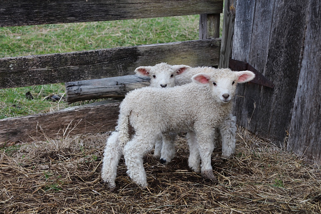 Two lambs-IMG 3280