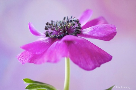 Pink beauty