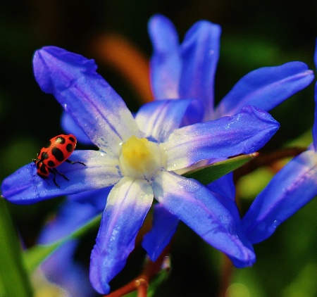 Glory of The Snow and Spring Ladybug