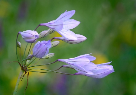 Spring Wildflowers