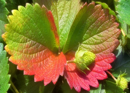 Strawberry Plant