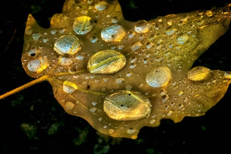 Wet Gold