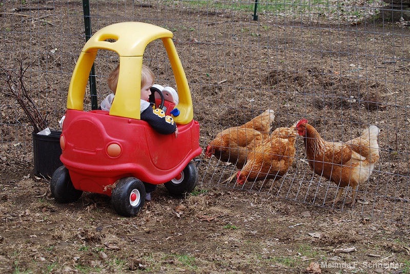 A Drive in the Country