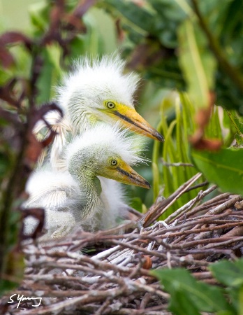 Two Egret Chicks; Wakodahatchee Wetlands, FL