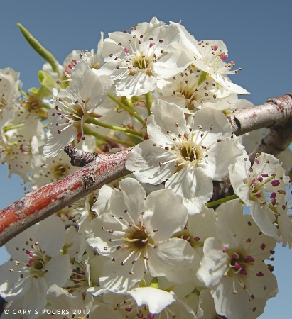 Harbingers of Spring