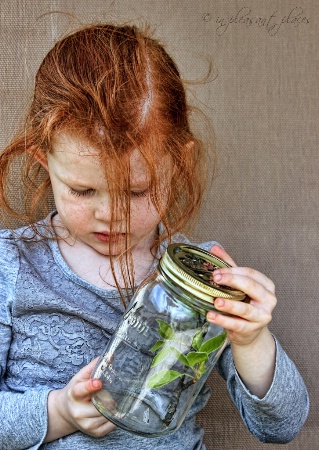 Butterfly Jar