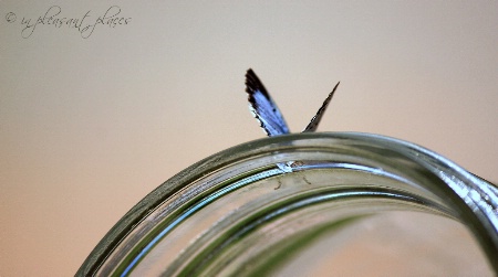 Butterfly Freedom