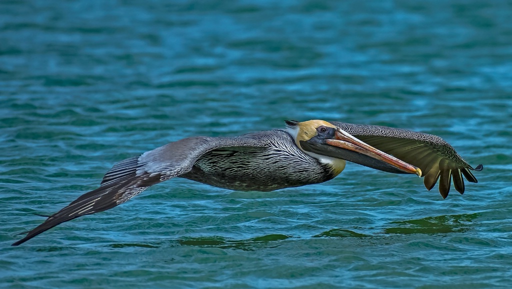Pelican low flight