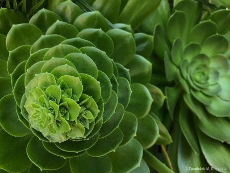 ~ ~ GREEN SYMMETRY ~ ~ 